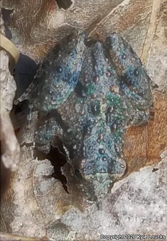 Eastern Cricket Frog (Acris crepitans crepitans)