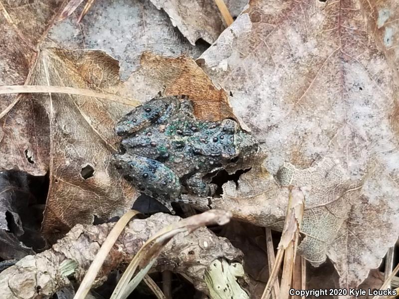 Eastern Cricket Frog (Acris crepitans crepitans)