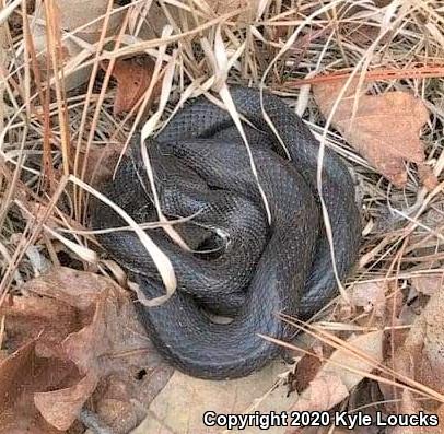 Black Ratsnake (Pantherophis obsoletus obsoletus)