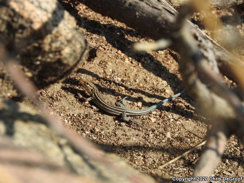 Belding's Orange-throated Whiptail (Aspidoscelis hyperythra beldingi)