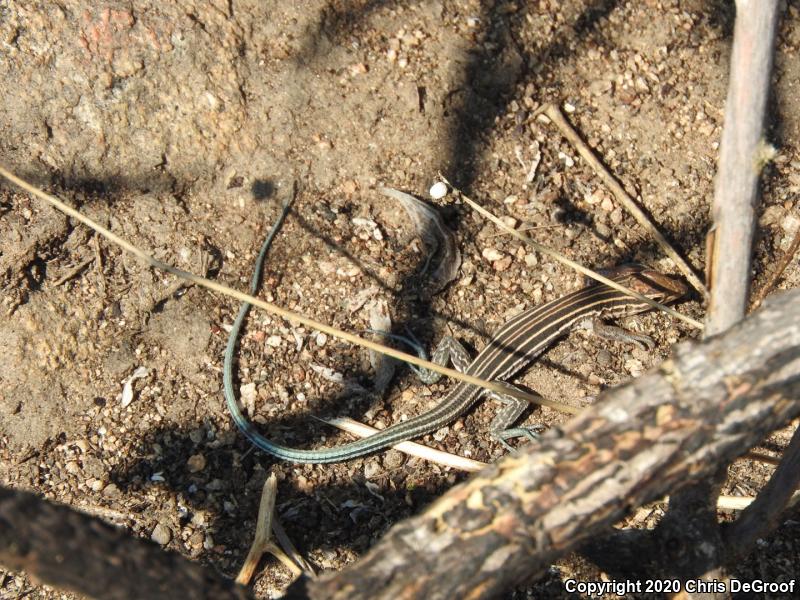 Belding's Orange-throated Whiptail (Aspidoscelis hyperythra beldingi)