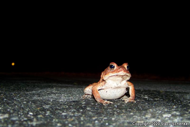 American Toad (Anaxyrus americanus)