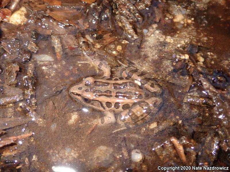 Pickerel Frog (Lithobates palustris)