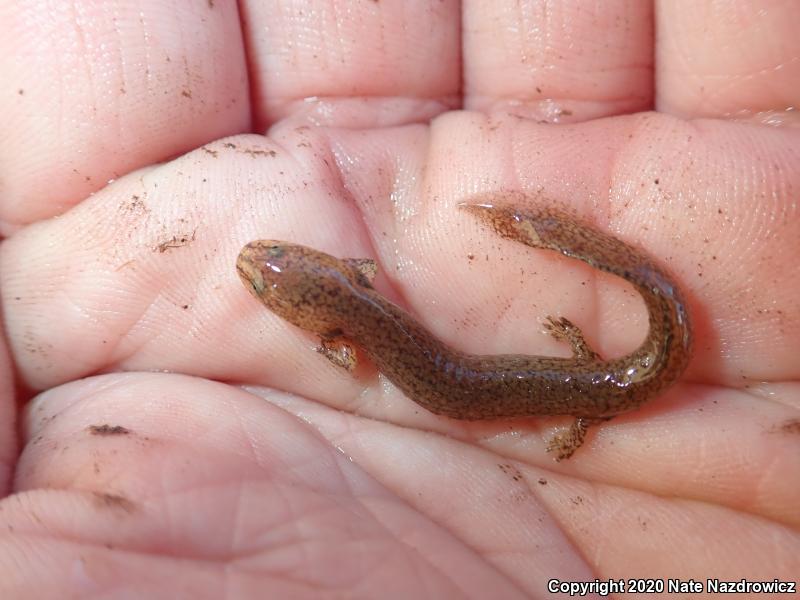 Northern Red Salamander (Pseudotriton ruber ruber)