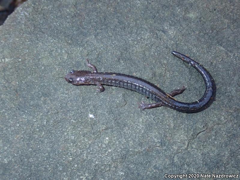 Eastern Red-backed Salamander (Plethodon cinereus)