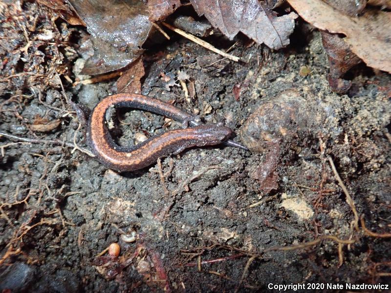 Eastern Red-backed Salamander (Plethodon cinereus)