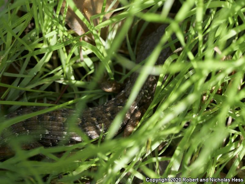 San Diego Alligator Lizard (Elgaria multicarinata webbii)