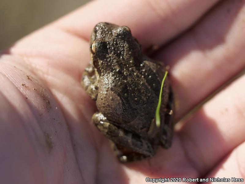 Baja California Treefrog (Pseudacris hypochondriaca)