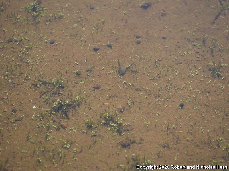 Western Spadefoot (Spea hammondii)