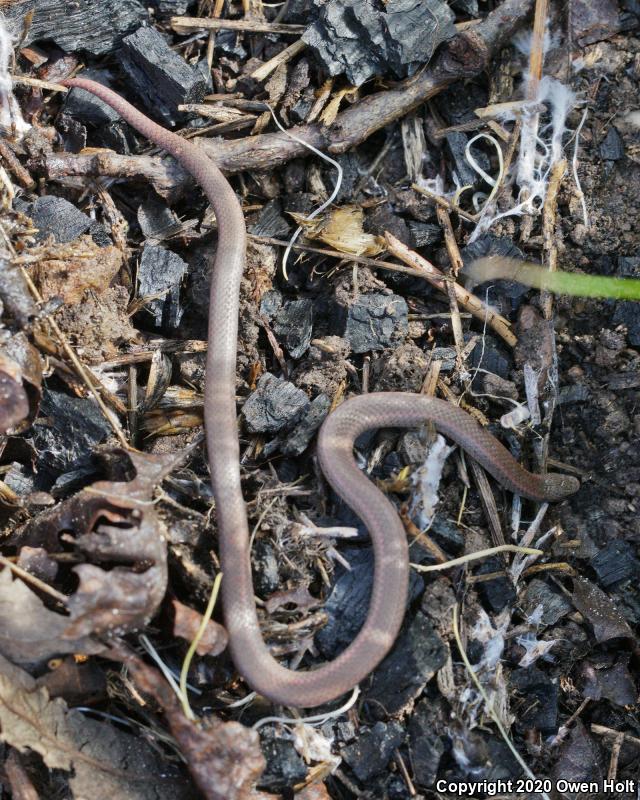 Sharp-tailed Snake (Contia tenuis)