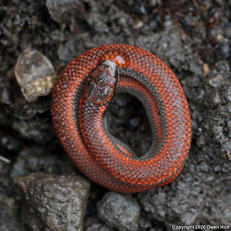 Sharp-tailed Snake (Contia tenuis)