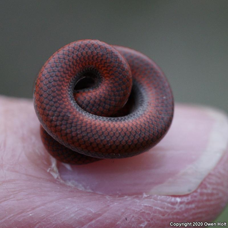 Sharp-tailed Snake (Contia tenuis)