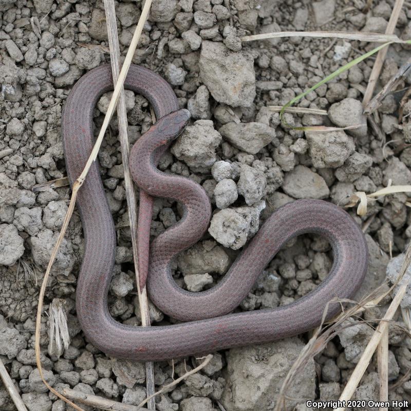 Sharp-tailed Snake (Contia tenuis)