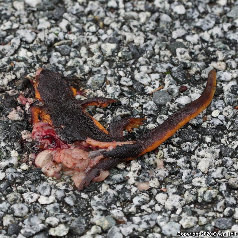 Coast Range Newt (Taricha torosa torosa)