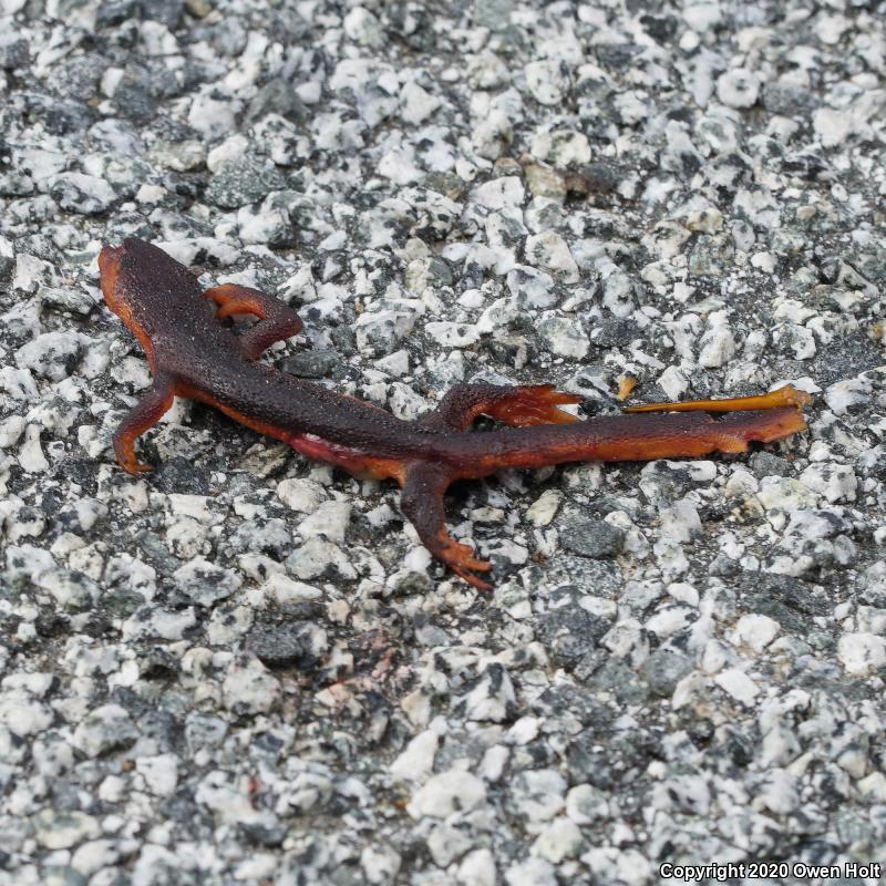 Coast Range Newt (Taricha torosa torosa)