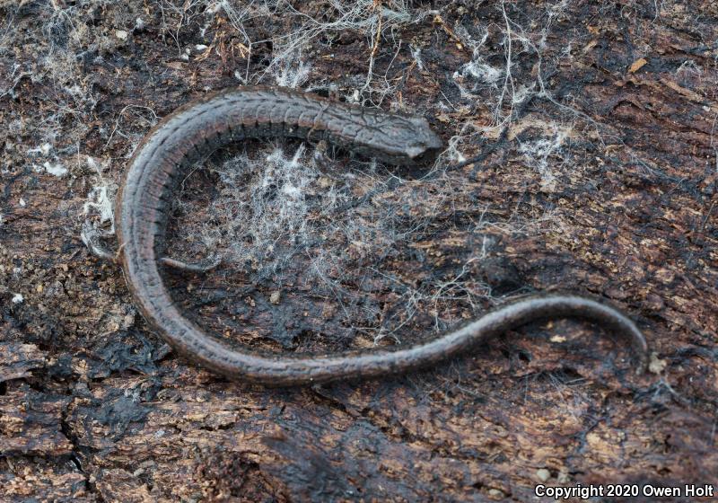 California Slender Salamander (Batrachoseps attenuatus)