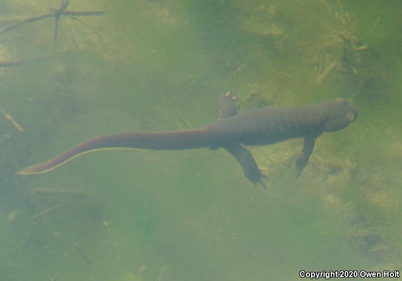 Coast Range Newt (Taricha torosa torosa)