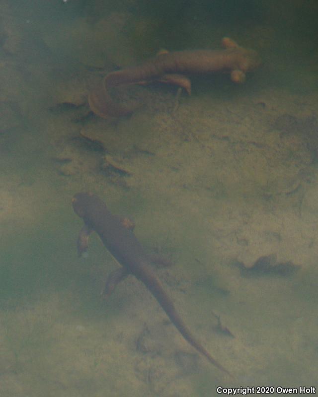 Coast Range Newt (Taricha torosa torosa)