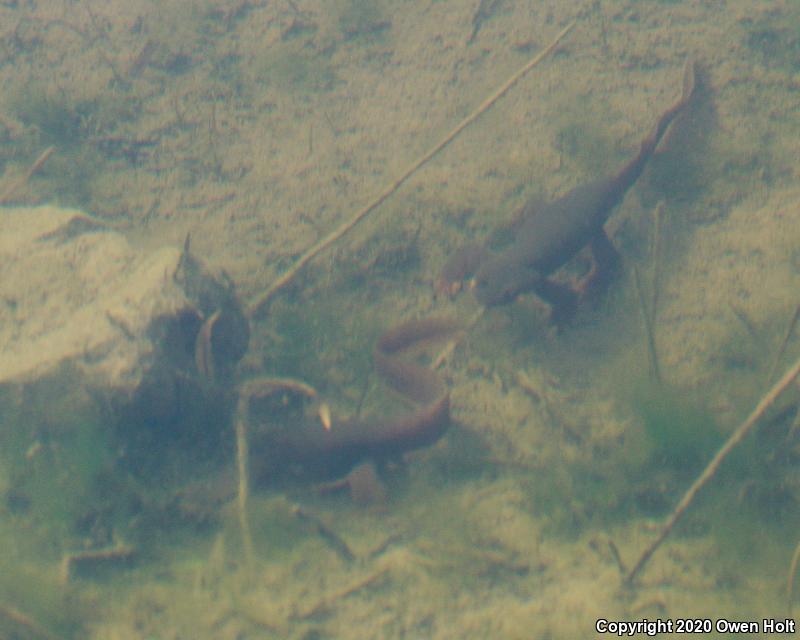 Coast Range Newt (Taricha torosa torosa)