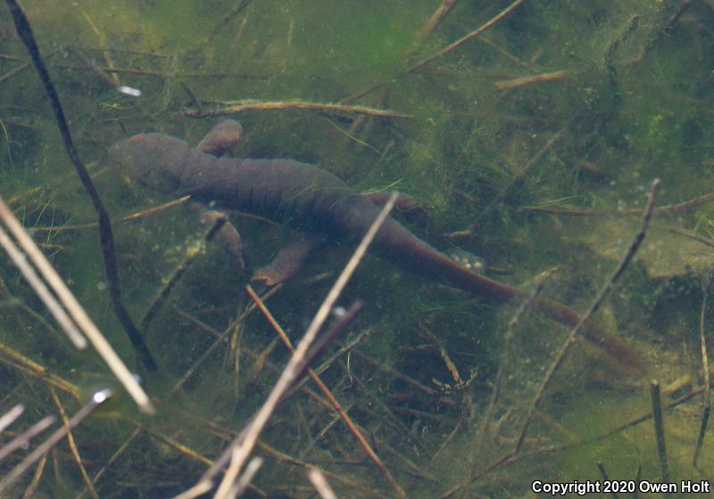 Coast Range Newt (Taricha torosa torosa)