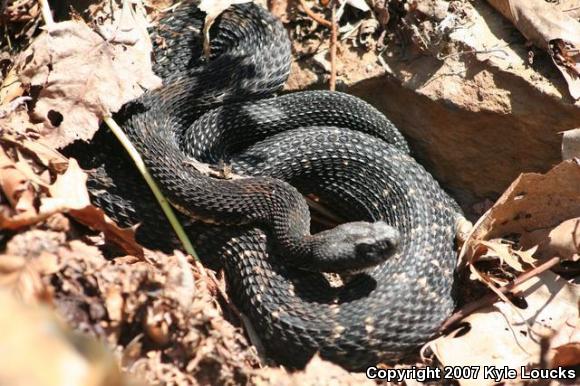 Timber Rattlesnake (Crotalus horridus)