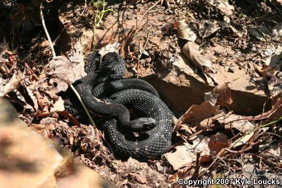 Timber Rattlesnake (Crotalus horridus)