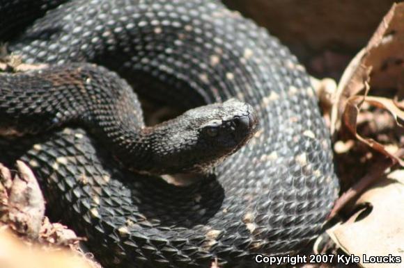 Timber Rattlesnake (Crotalus horridus)