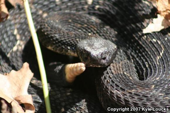 Timber Rattlesnake (Crotalus horridus)