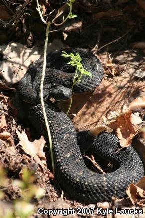 Timber Rattlesnake (Crotalus horridus)