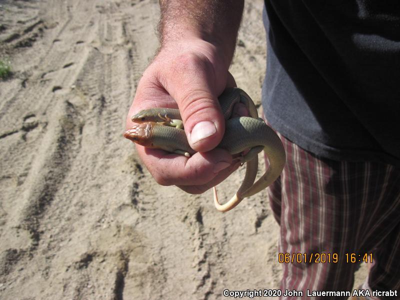 Western Redtail Skink (Plestiodon gilberti rubricaudatus)