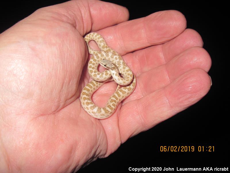 Desert Nightsnake (Hypsiglena chlorophaea deserticola)