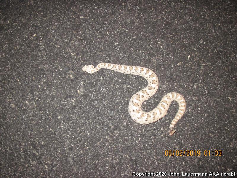 Mojave Desert Sidewinder (Crotalus cerastes cerastes)