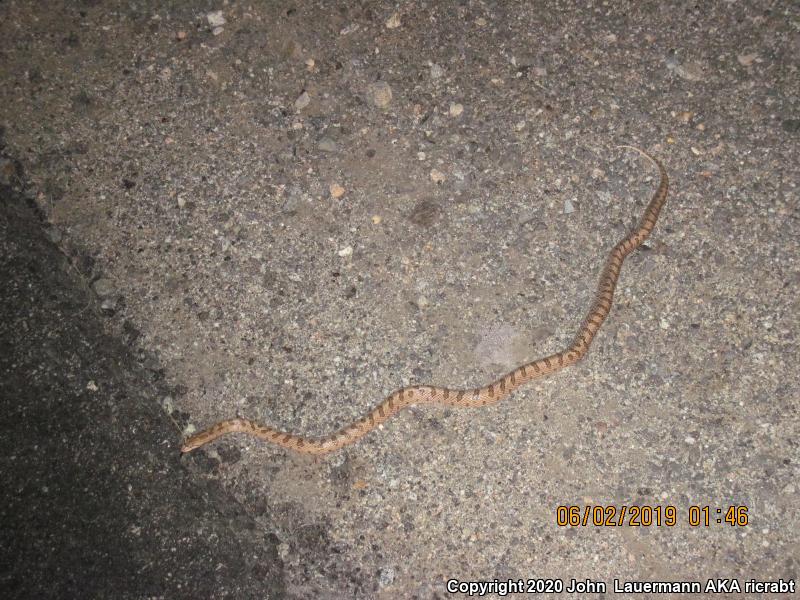 Mojave Glossy Snake (Arizona elegans candida)