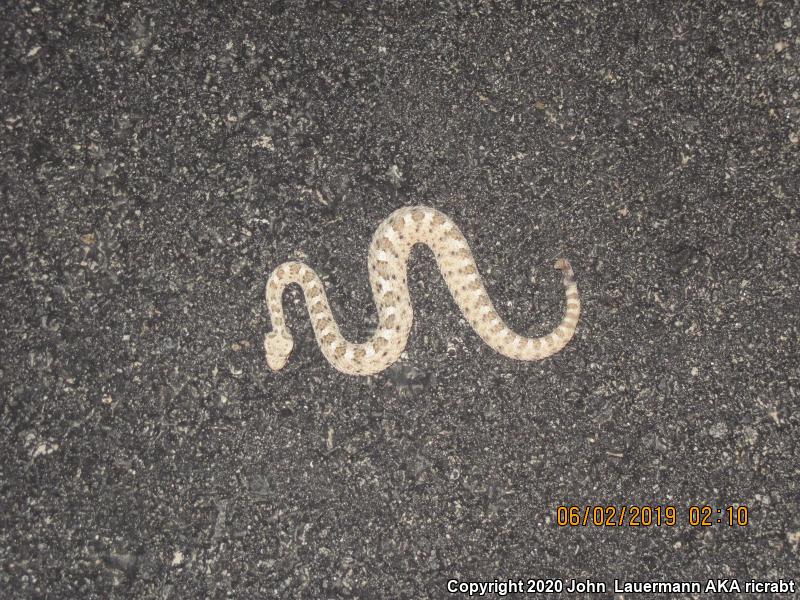 Mojave Desert Sidewinder (Crotalus cerastes cerastes)