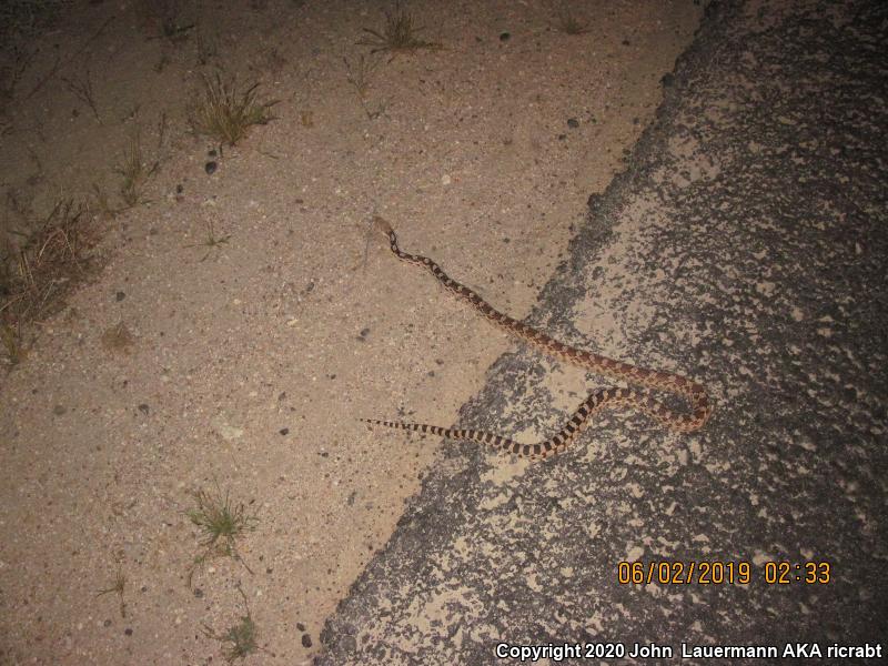 Great Basin Gopher Snake (Pituophis catenifer deserticola)