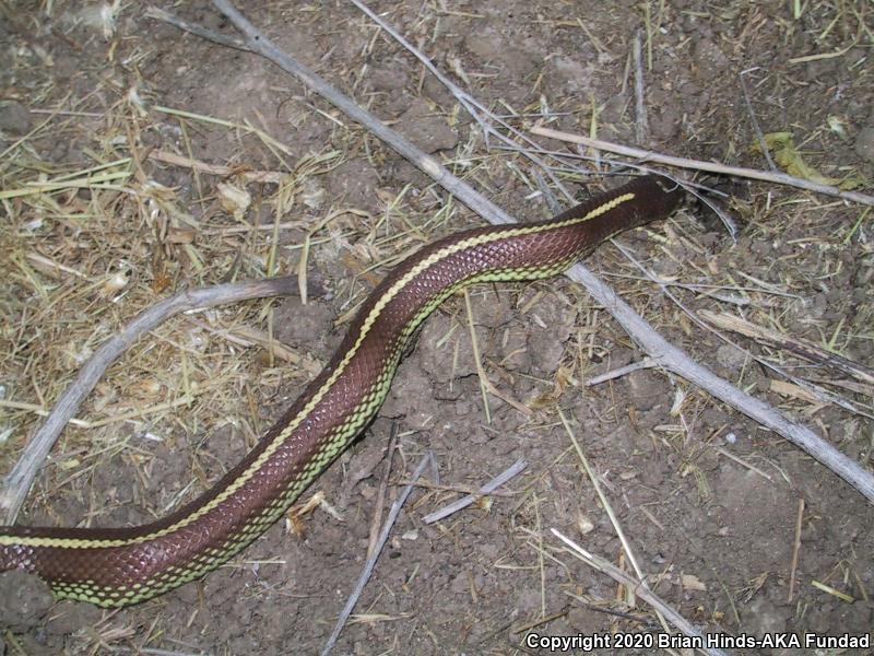 California Kingsnake (Lampropeltis getula californiae)