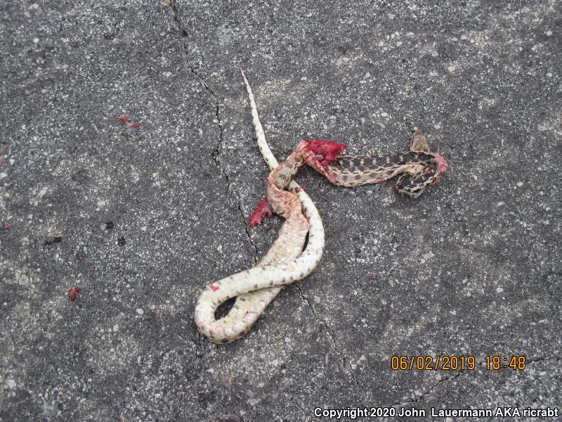 San Diego Gopher Snake (Pituophis catenifer annectens)