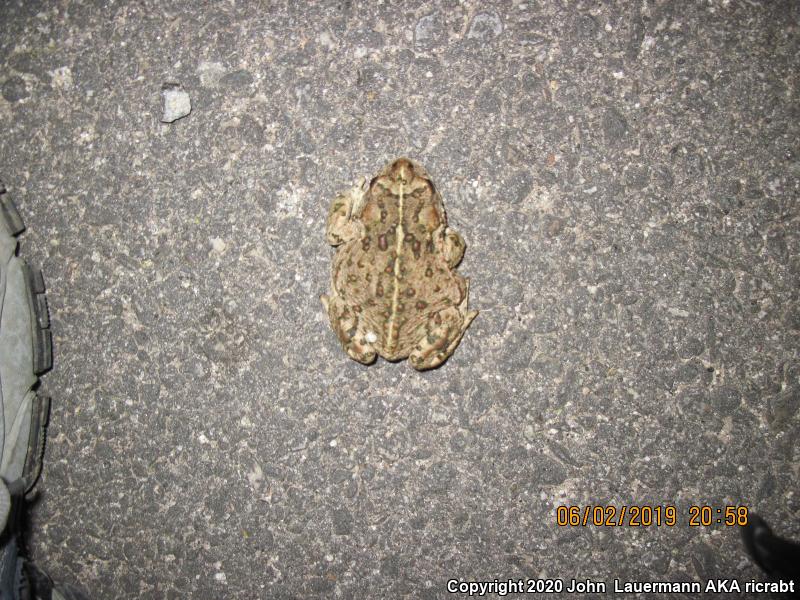 Southern California Toad (Anaxyrus boreas halophilus)