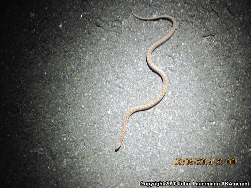 San Diego Nightsnake (Hypsiglena ochrorhyncha klauberi)