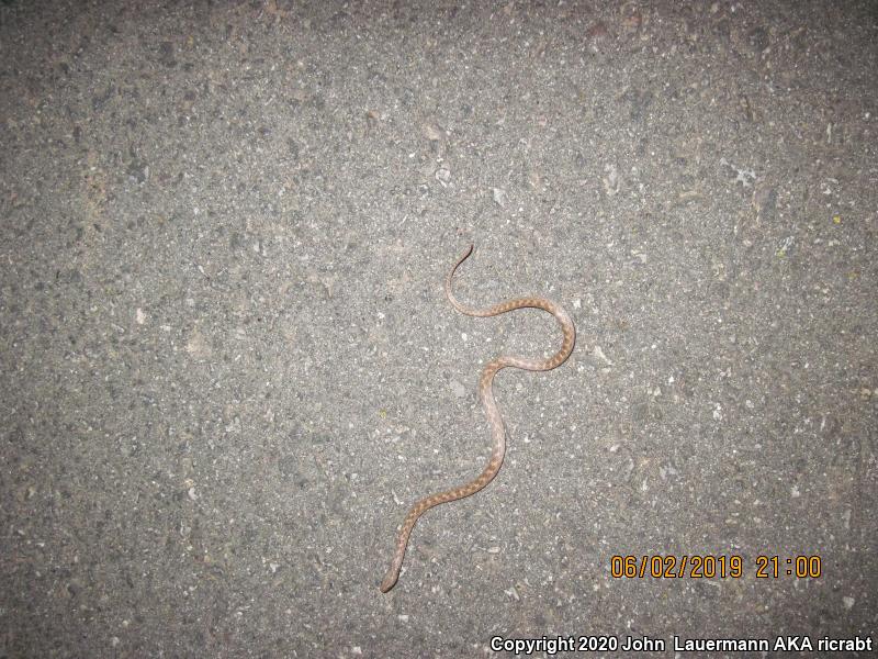 San Diego Nightsnake (Hypsiglena ochrorhyncha klauberi)