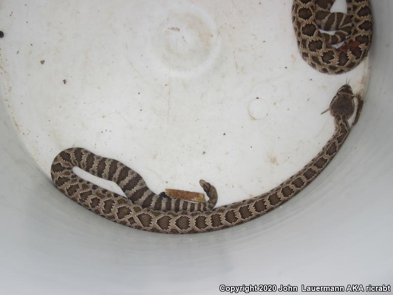 Southern Pacific Rattlesnake (Crotalus oreganus helleri)