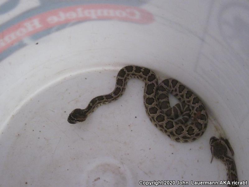 Southern Pacific Rattlesnake (Crotalus oreganus helleri)