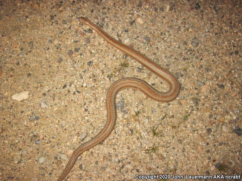 Desert Rosy Boa (Lichanura trivirgata gracia)