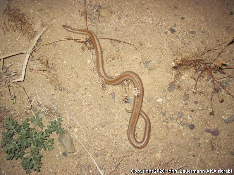 Desert Rosy Boa (Lichanura trivirgata gracia)