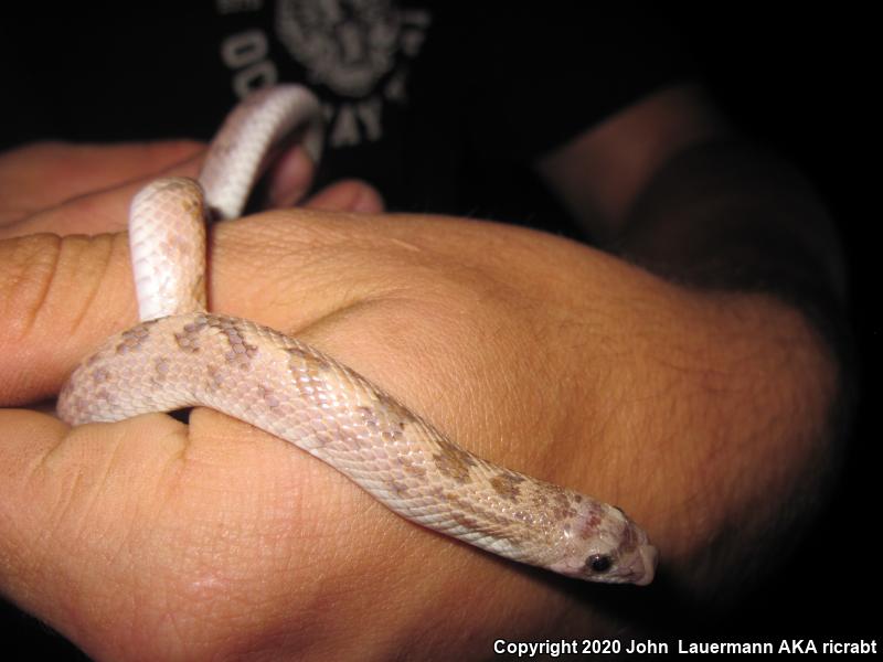 Spotted Leaf-nosed Snake (Phyllorhynchus decurtatus)