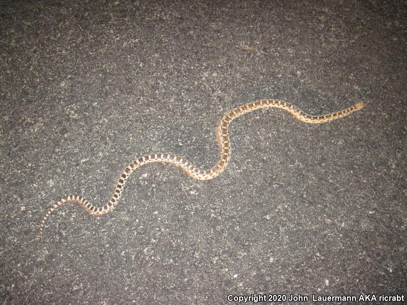 Great Basin Gopher Snake (Pituophis catenifer deserticola)