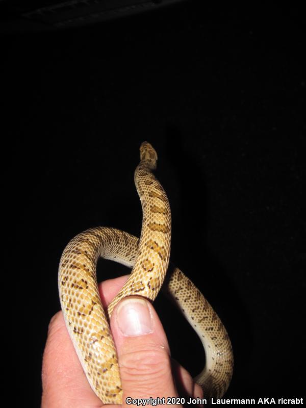 Mojave Glossy Snake (Arizona elegans candida)