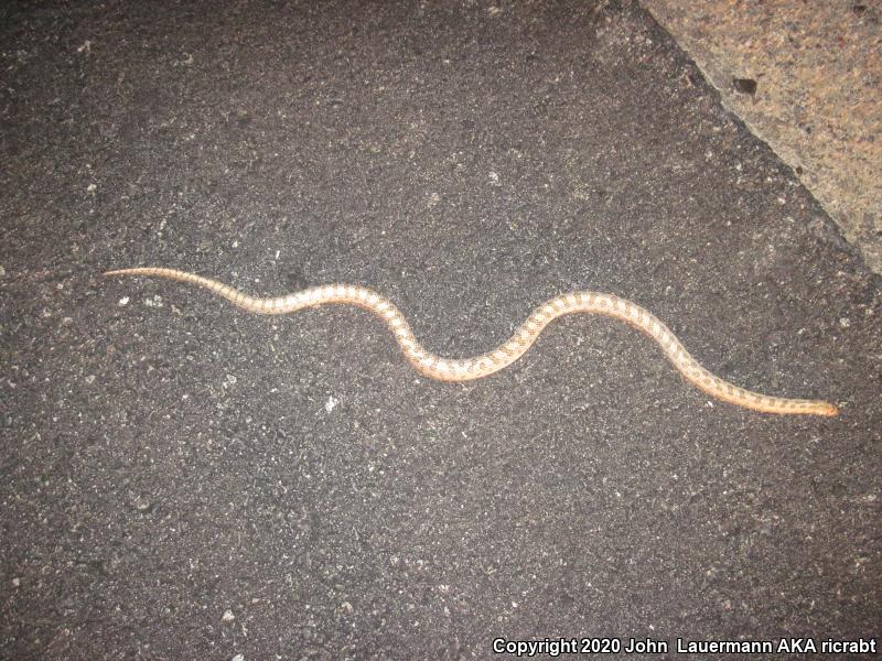 Mojave Glossy Snake (Arizona elegans candida)