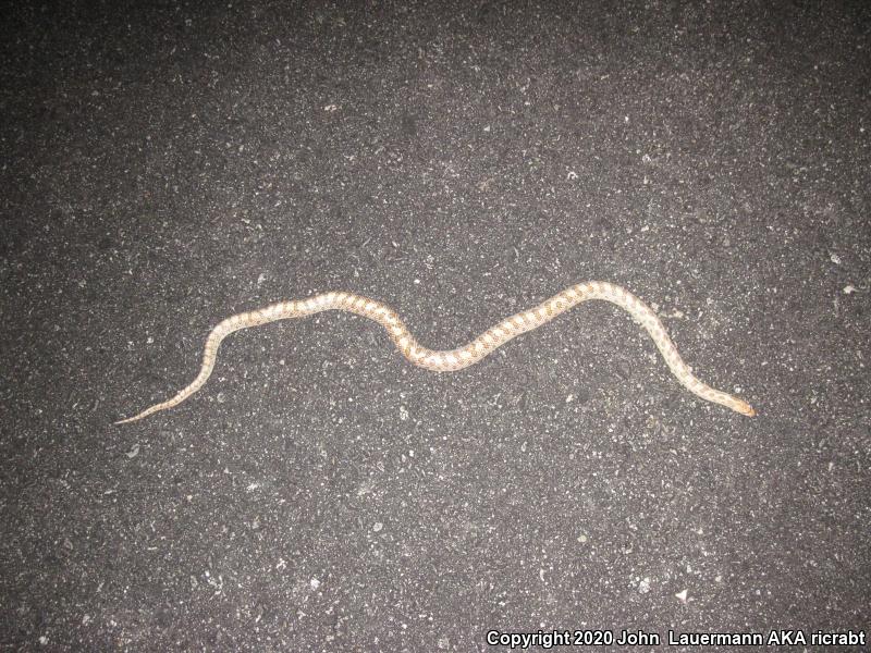 Mojave Glossy Snake (Arizona elegans candida)