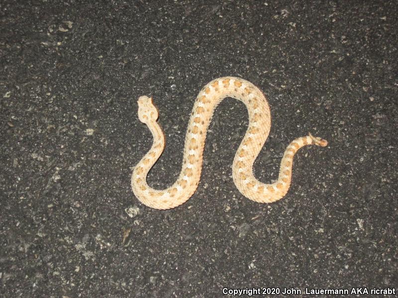 Mojave Desert Sidewinder (Crotalus cerastes cerastes)